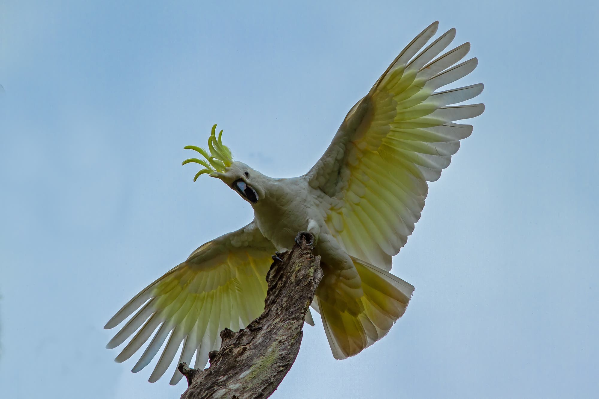 Gelbhaubenkakadu