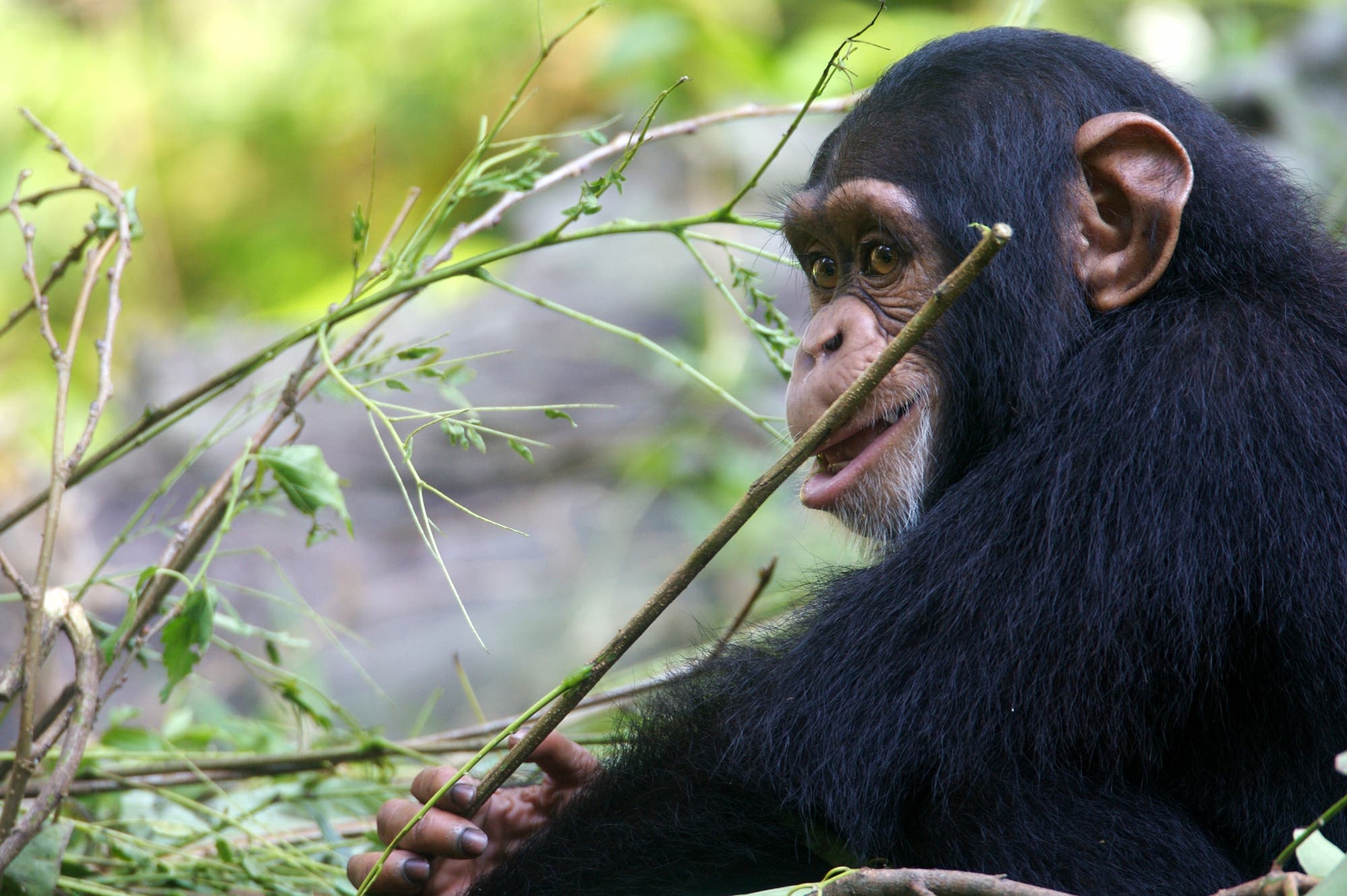 Ein Schimpanse sitzt im Grünen und hält einen Stock in der Hand, an dem er knabbert.