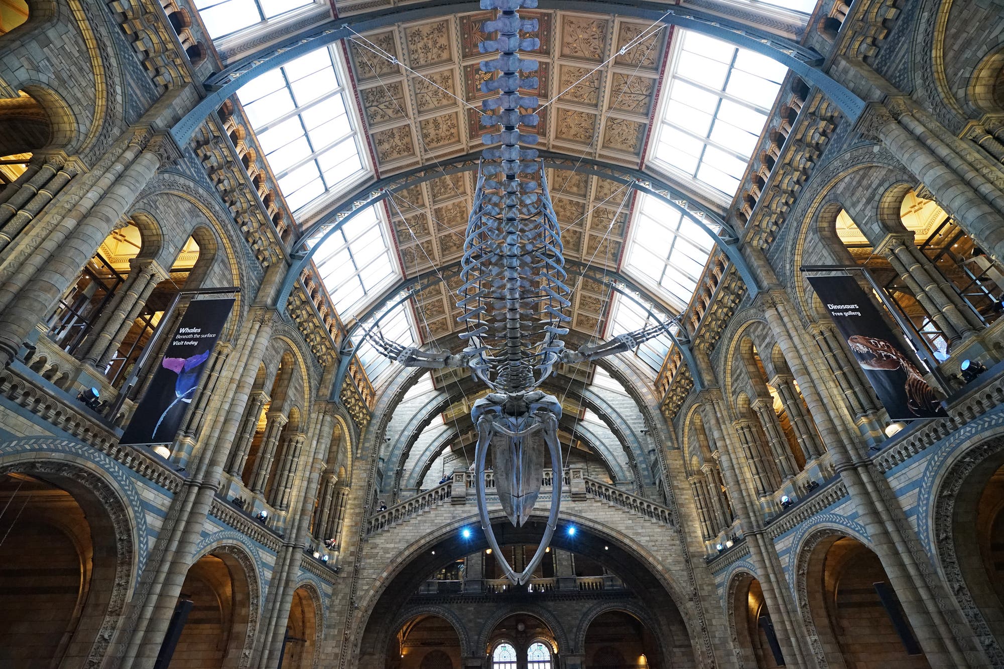 Innenansicht eines großen Museums mit einem beeindruckenden Walskelett, das von der Decke hängt. Die Architektur des Gebäudes zeigt hohe, gewölbte Decken und große Fenster, die viel Licht hereinlassen. An den Wänden sind Banner mit Informationen über die Ausstellung zu sehen.