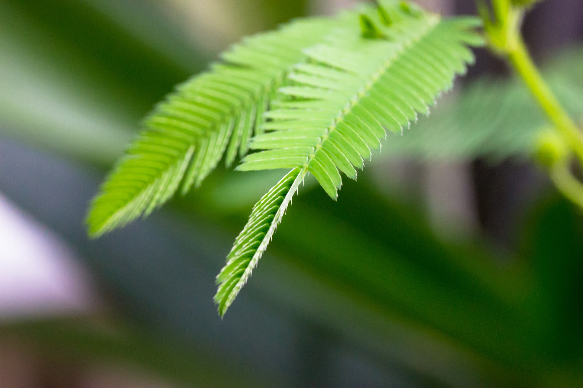 Ein Blatt einer Mimose mit teilweise zusammengeklappten Fiederblättchen