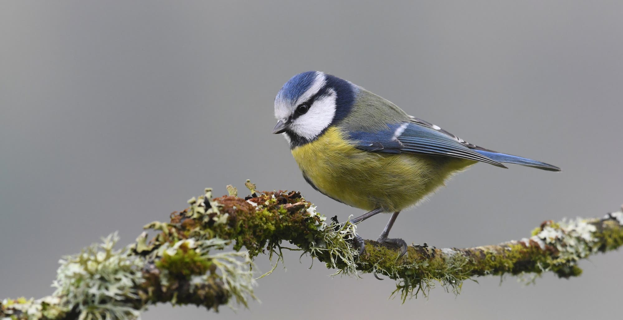 Eine Blaumeise sitzt auf einem mit Moos bedeckten Ast. Der Vogel hat ein blaues Kopfgefieder, weiße Wangen und gelbes Brustgefieder. Der Hintergrund ist unscharf und grau, was den Fokus auf die Blaumeise lenkt.
