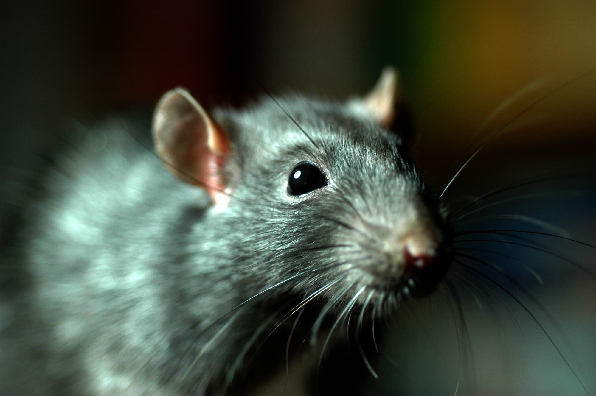  Ratten übertragen direkt die Pest