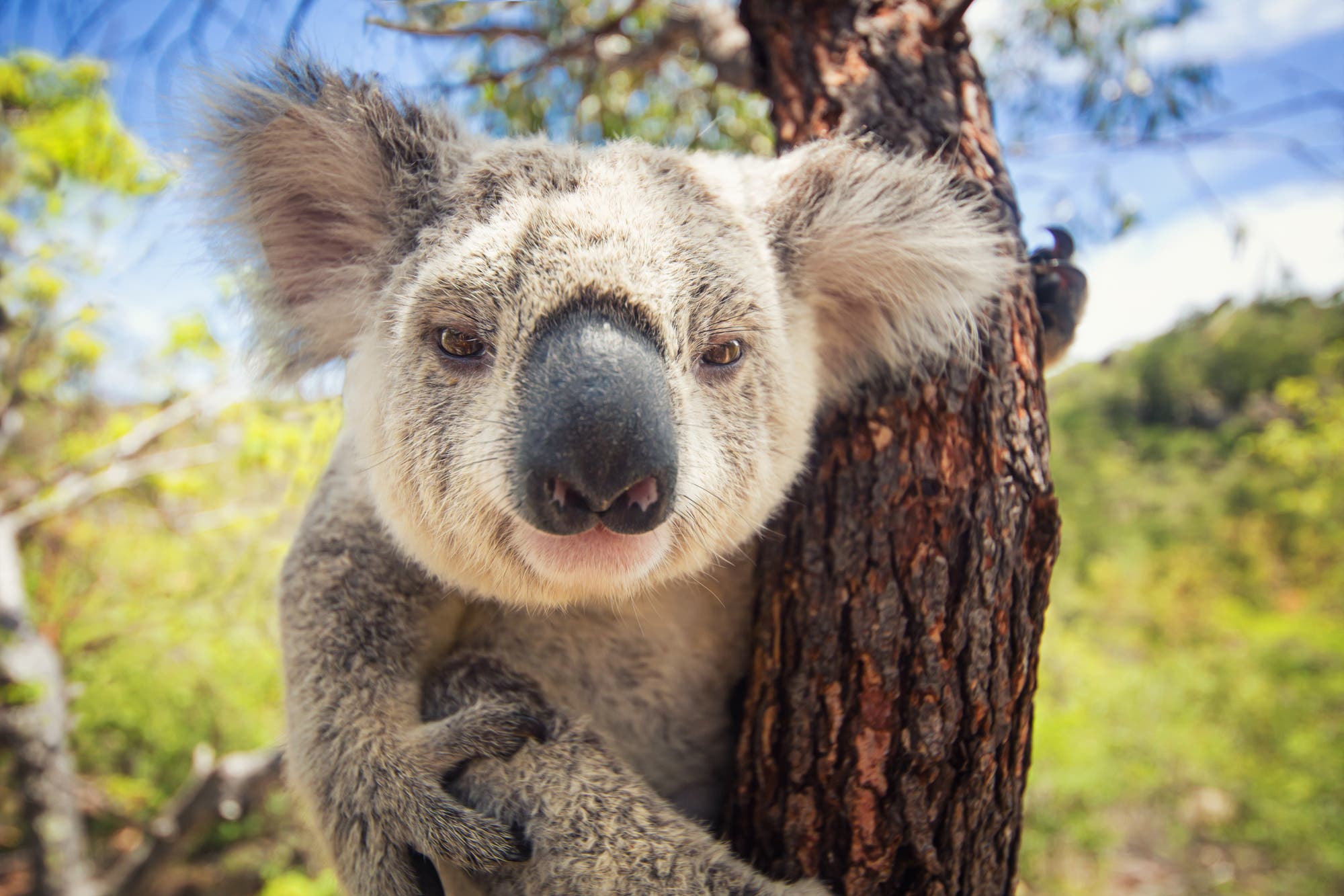 Ein Koala klammert sich an einen Baumstamm.