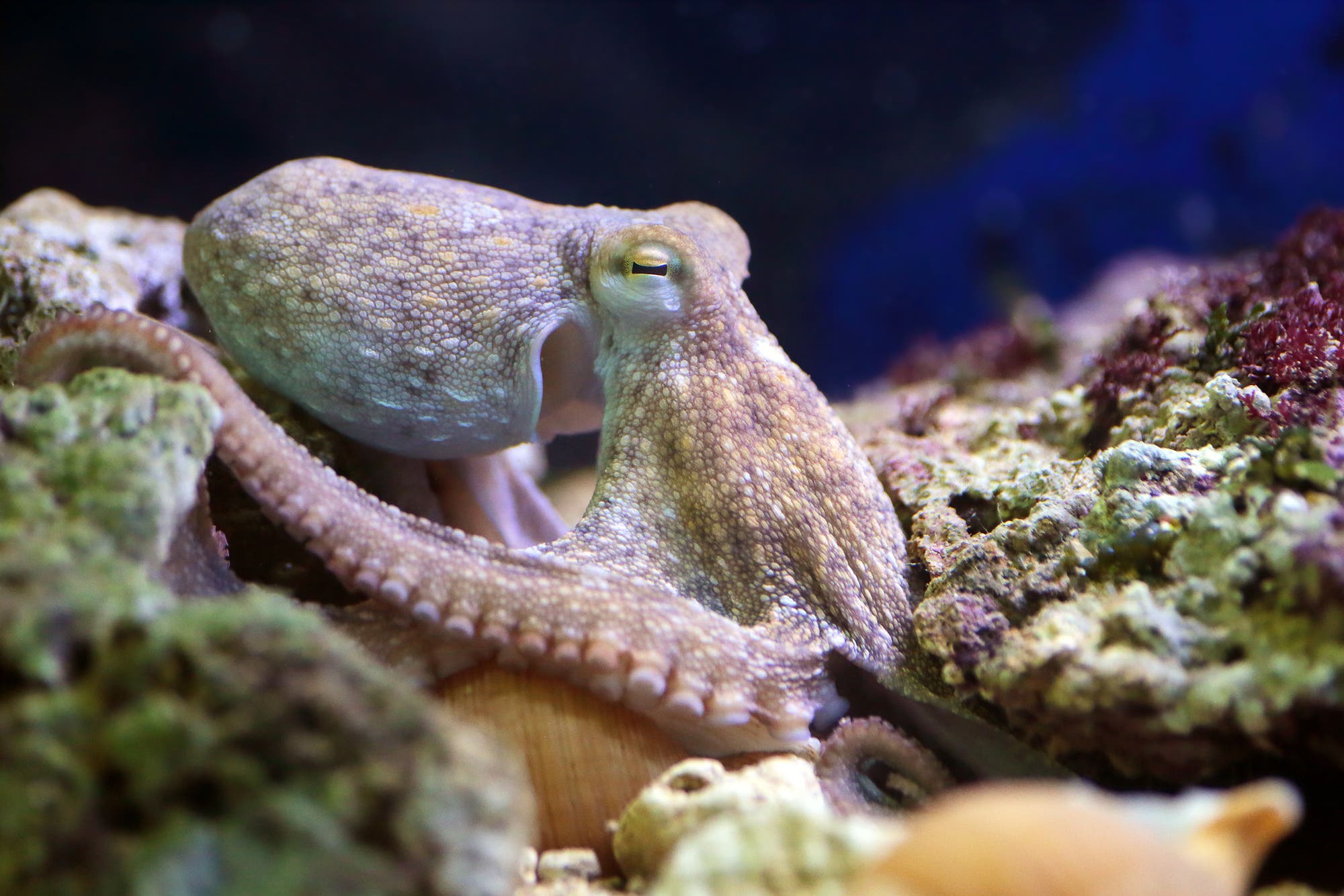 Unterwasserfoto einer gemeinen Krake, die von einem Riff umgeben ist.