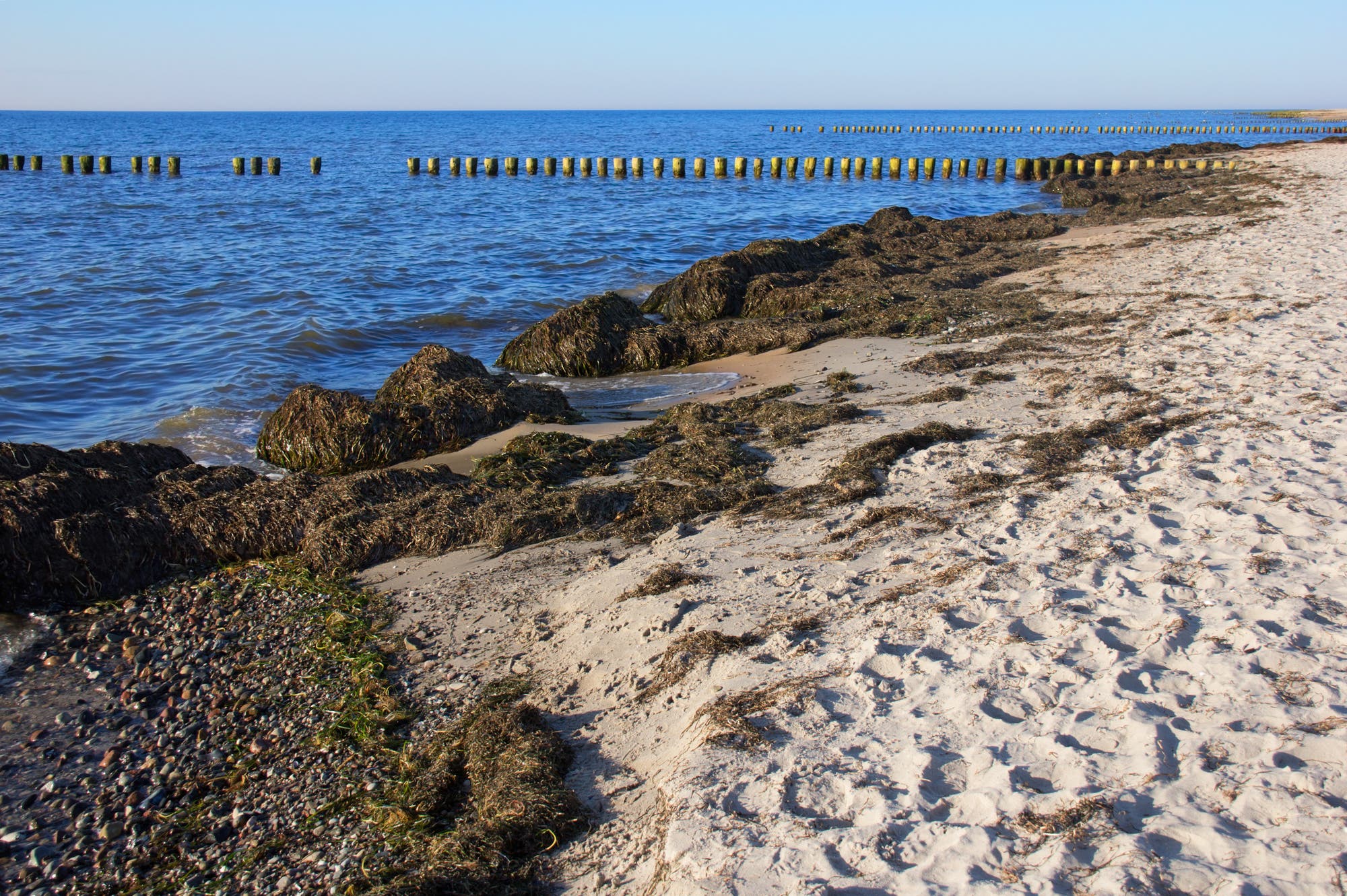 Küste an der Nordsee, Seegras liegt in großen Haufen an der Wasserlinie entlang.