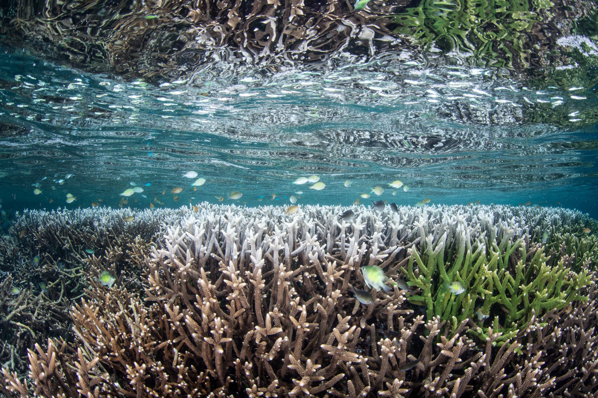 Die Temperaturzunahme macht vielen Korallenarten das Leben schwer.