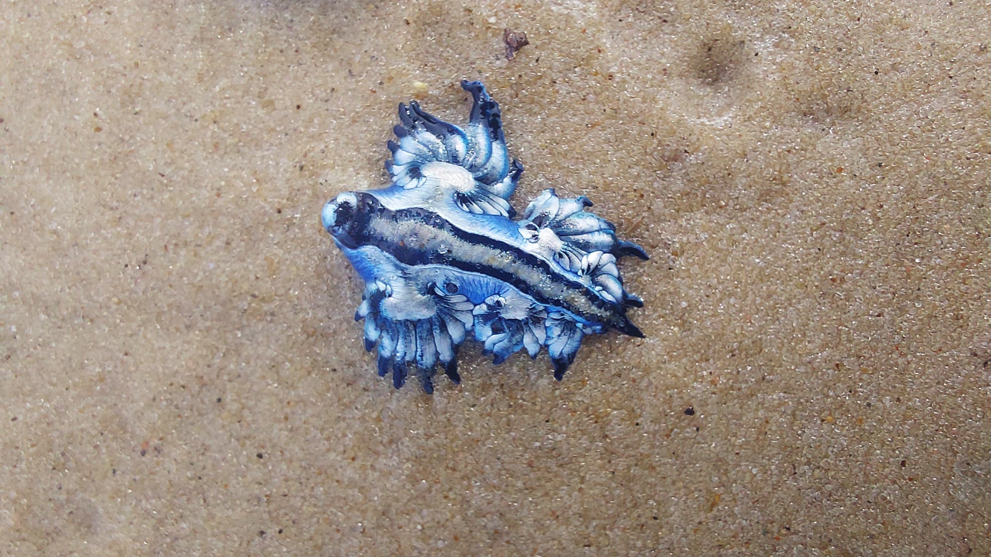 Eine blaue Glaucus-Meeresschnecke liegt auf sandigem Untergrund. Die Schnecke hat leuchtend blaue und silberne Färbungen mit langen, fingerartigen Fortsätzen. 