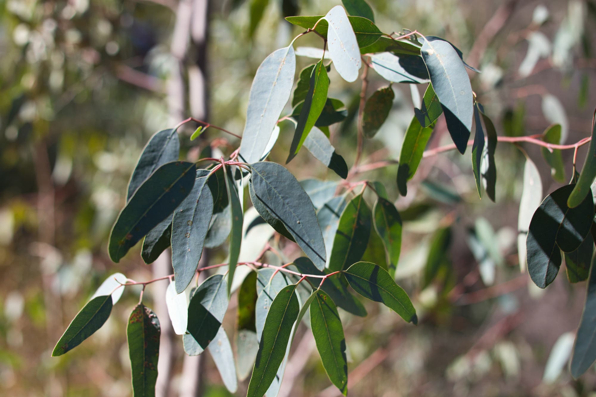 Zweig eines Eukalyptusbaums mit langen, schmalen, dunkelgrünen Blättern, die im Sonnenlicht leuchten. Der Hintergrund ist unscharf und zeigt weitere Vegetation.