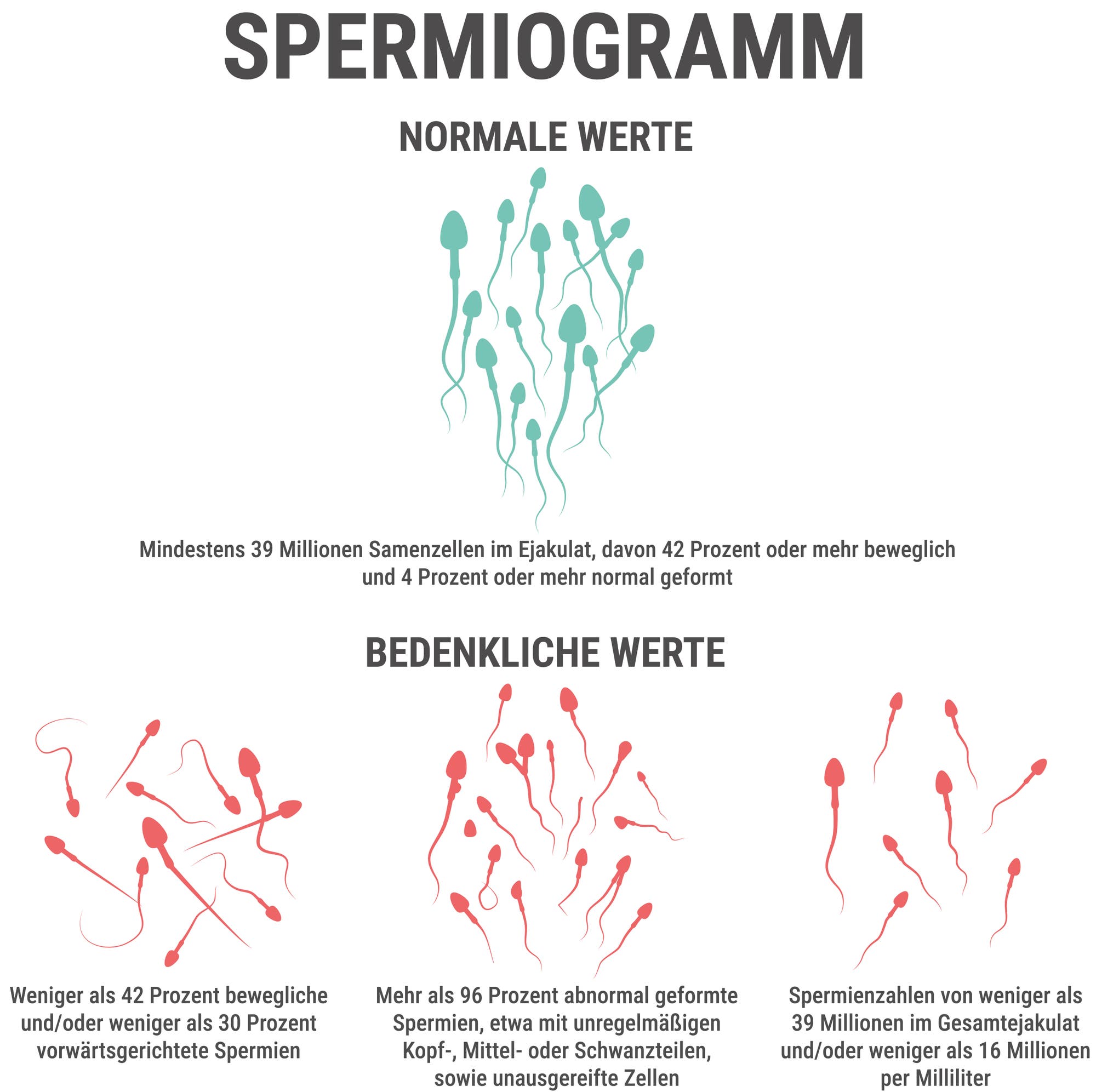 Eine Infografik mit dem Titel "Spermiogramm" vergleicht normale und bedenkliche Spermienwerte. Oben sind normale Werte dargestellt, mit einer Illustration von normal geformten Spermien. Darunter steht: "Mindestens 39 Millionen Samenzellen im Ejakulat, davon 42 Prozent oder mehr beweglich und 4 Prozent oder mehr normal geformt." Unten sind bedenkliche Werte in drei Kategorien dargestellt: Weniger als 42 Prozent bewegliche und/oder weniger als 30 Prozent vorwärtsgerichtete Spermien; mehr als 96 Prozent abnormal geformte Spermien mit unregelmäßigen Teilen; Spermienzahlen von weniger als 39 Millionen im Gesamtejakulat und/oder weniger als 16 Millionen pro Milliliter. Die bedenklichen Werte sind mit roten Spermien illustriert.