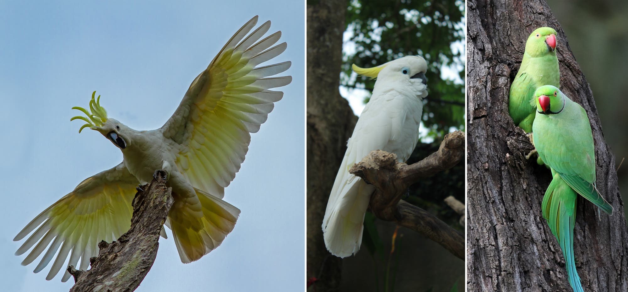 3 Bilder: ein fliegender Gelbhaubenkakadu, ein Gelbwangenkakadu auf einem Ast sitzend und zwei Halsbandsittiche in einem Baum an ihrer Nisthöhle sitzend.