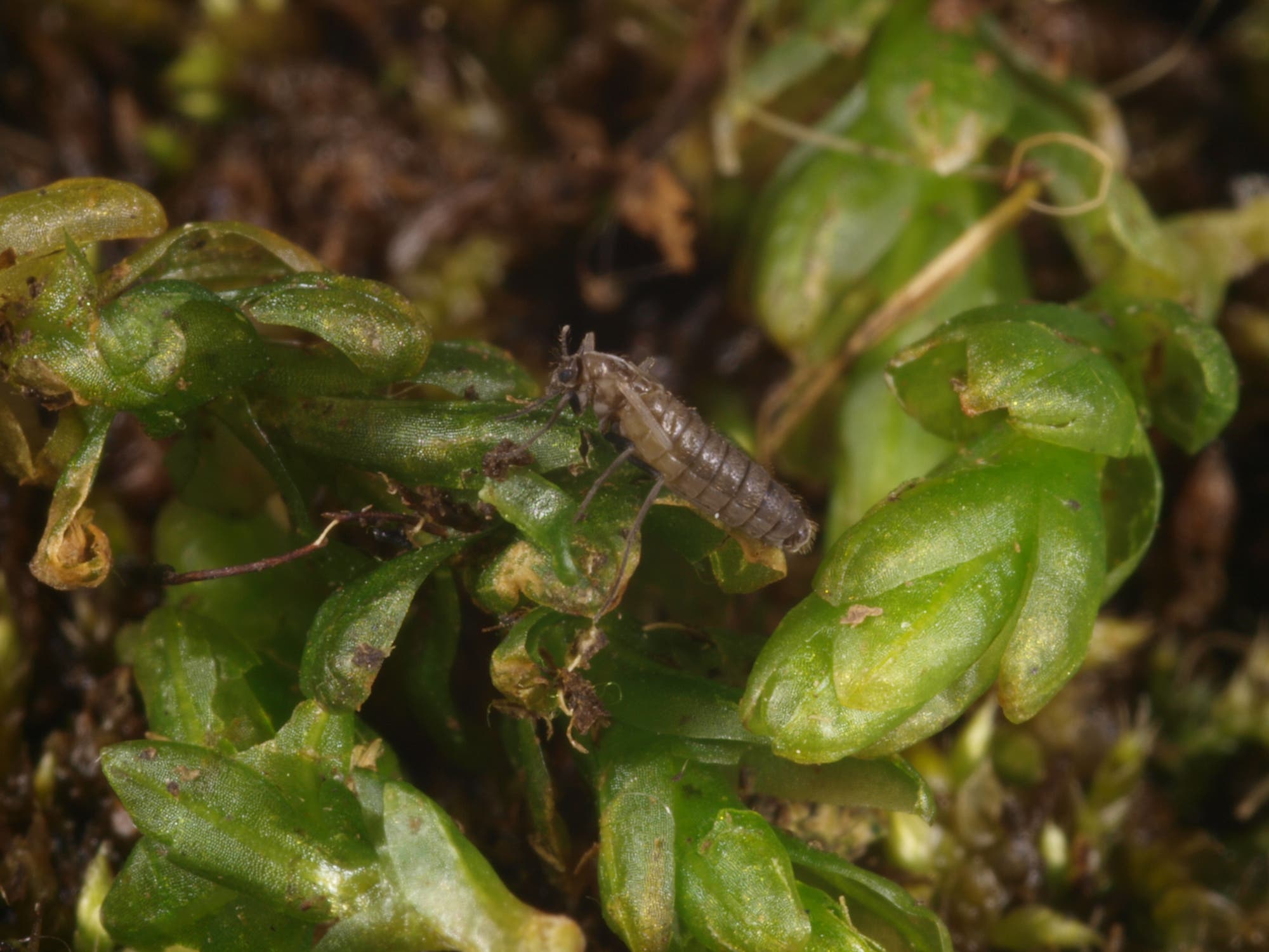 Ausgewachsene Mücke der Art Eretmoptera murphyi