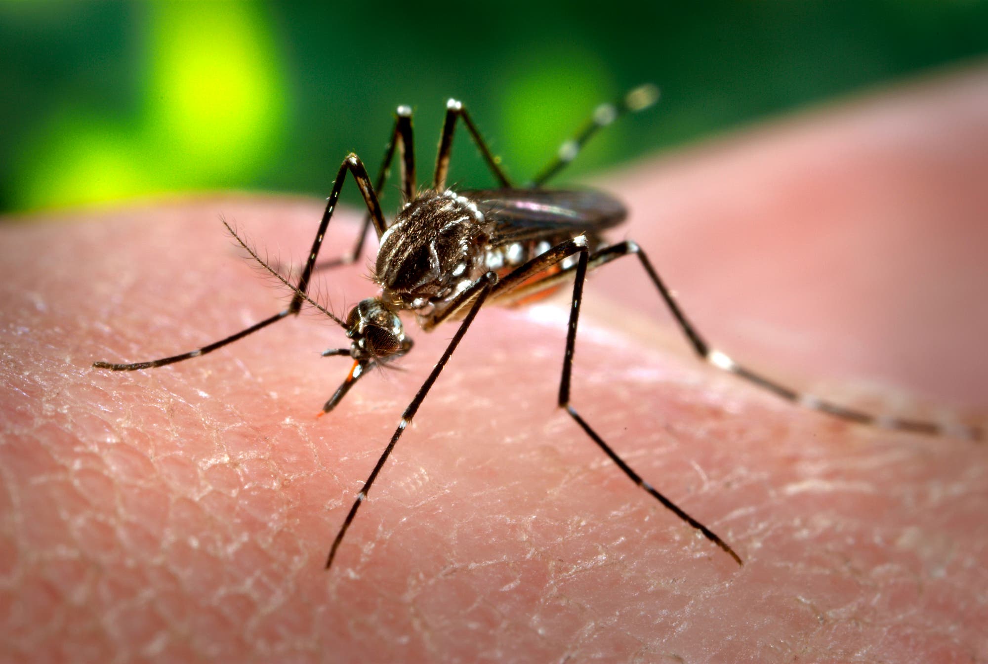 Mücke der Art Aedes aegypti