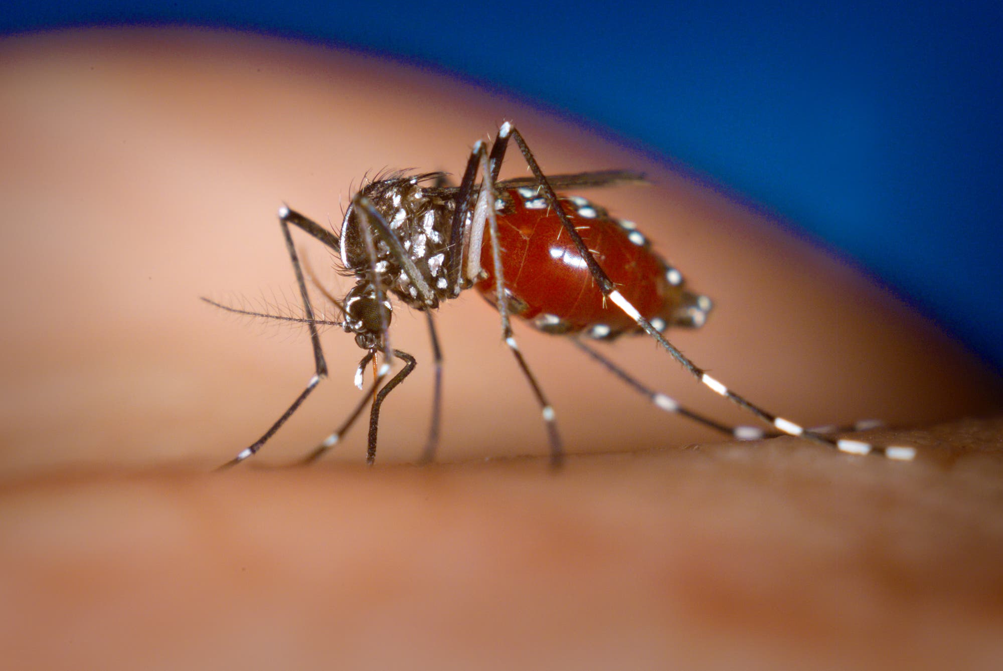 Aedes albopictus saugt