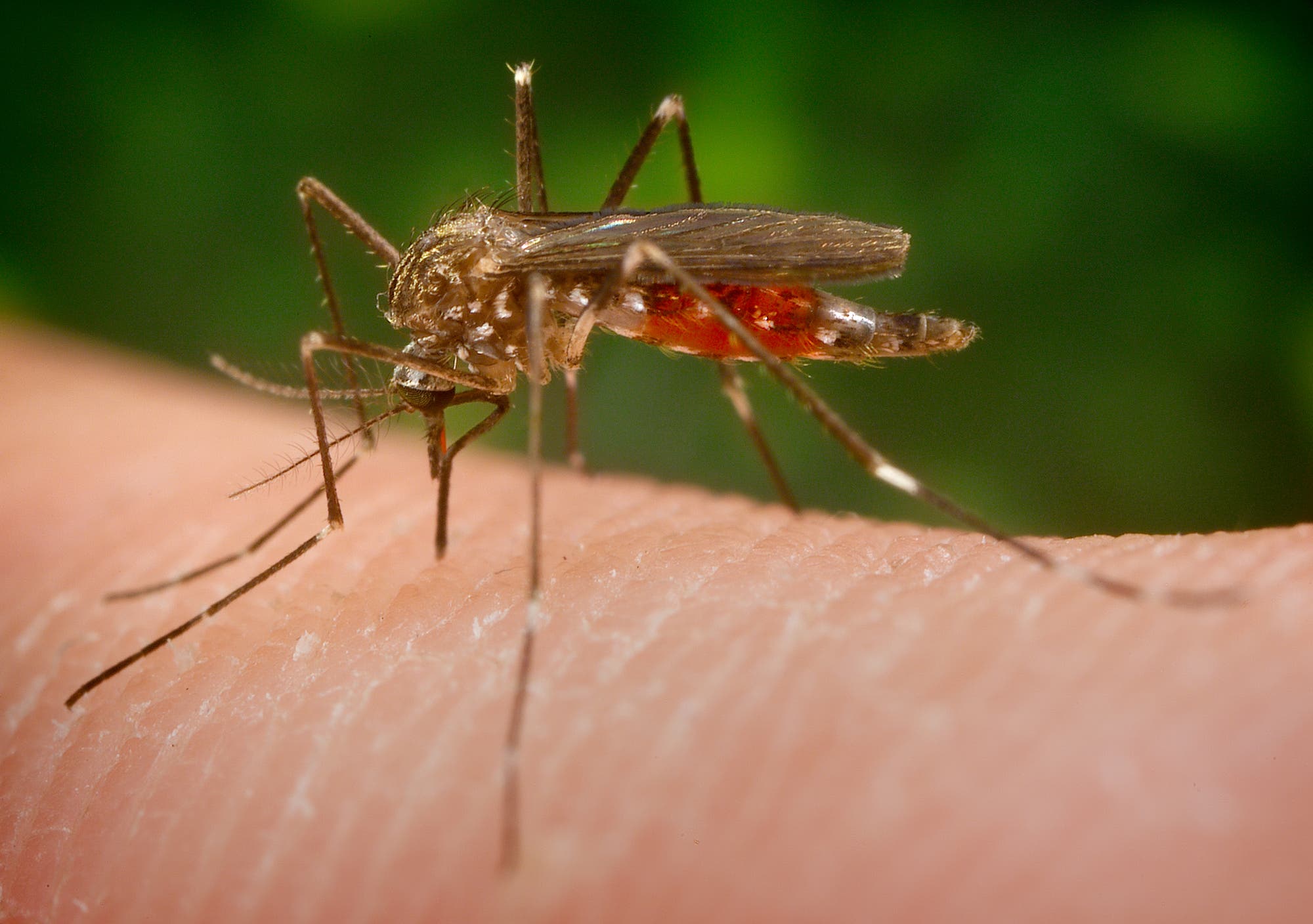 Mückenweibchen saugt Blut