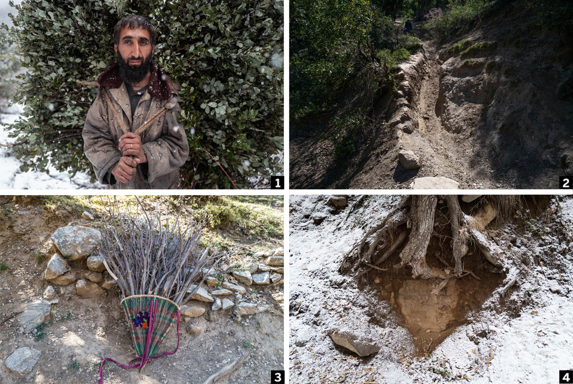 Deforestación ilegal: los bosques de Afganistán están desapareciendo