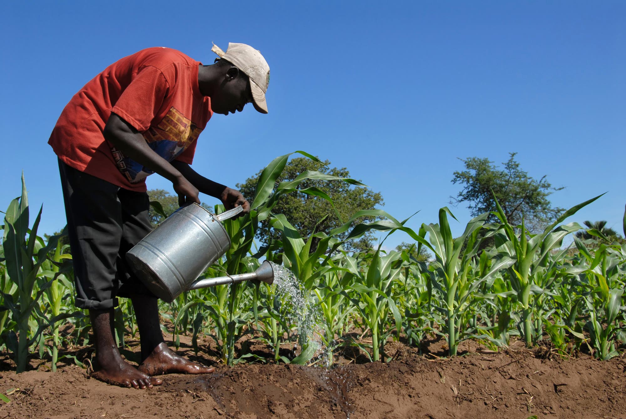 Ein afrikanischer Landwirt gießt seine Pflanzen