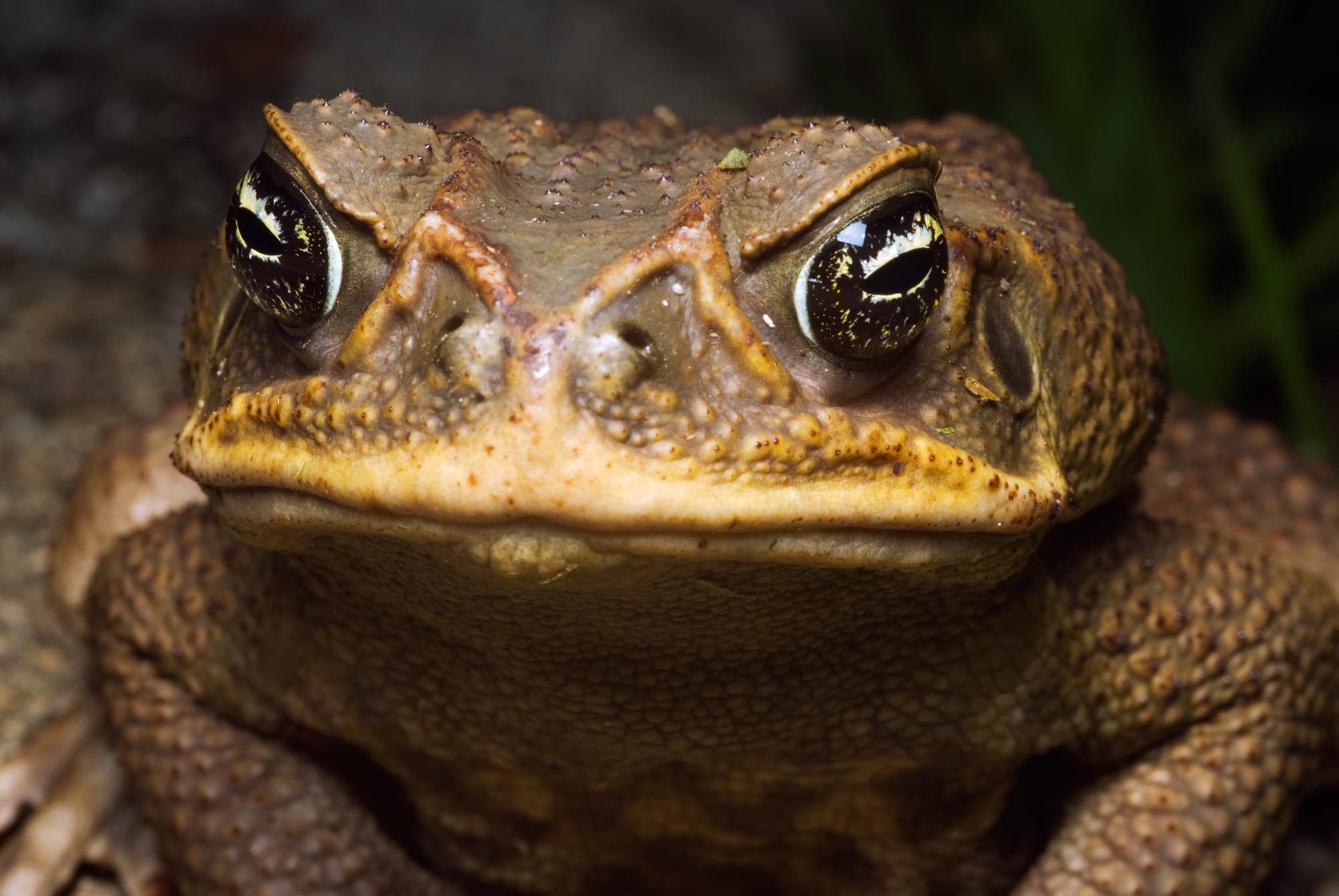 Agakröte – der giftige Lurch frisst sich durch Australien