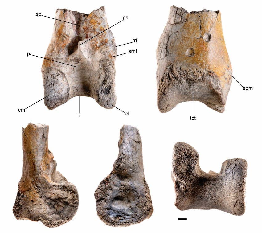 Fossiler Vogelknochen