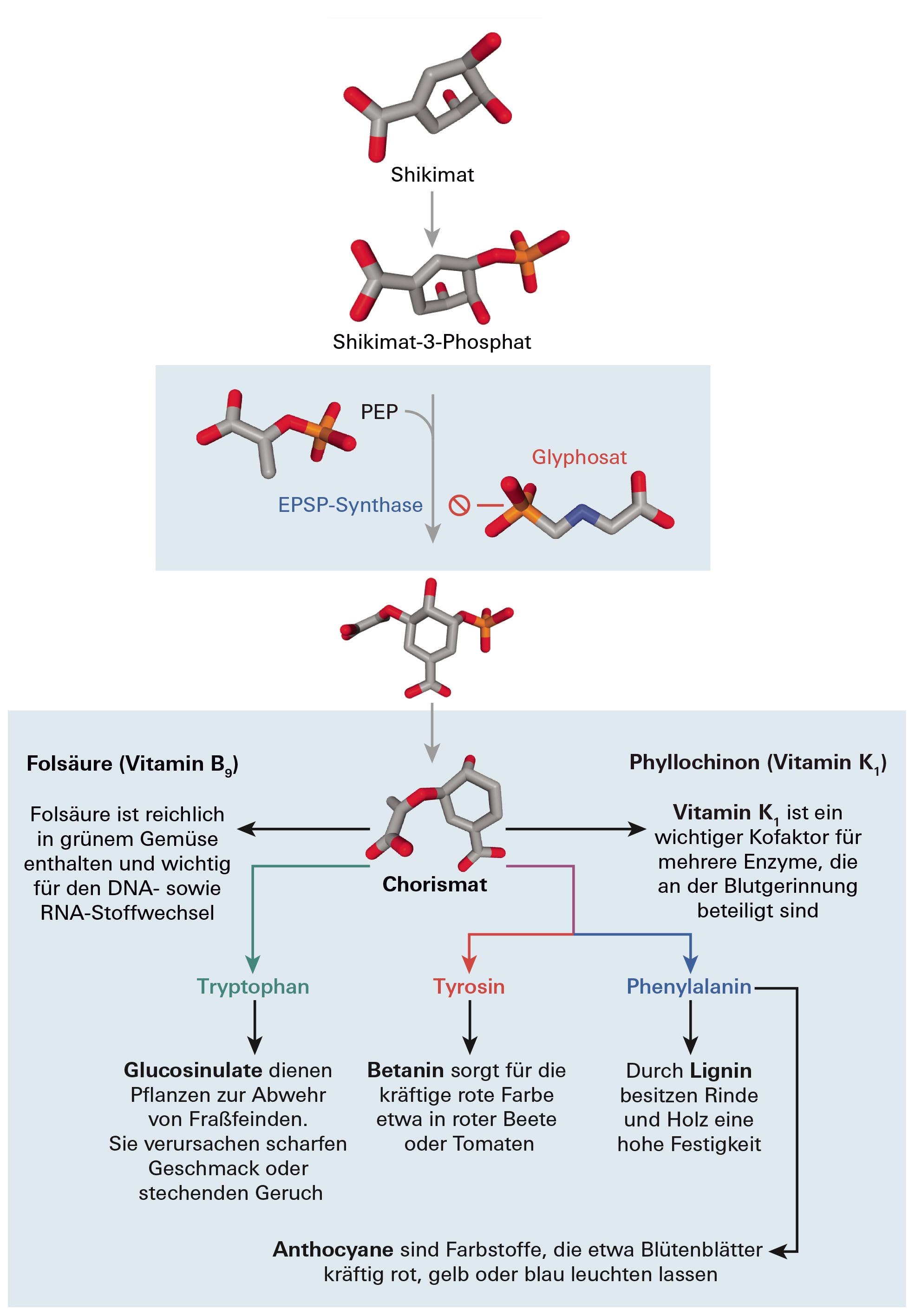 Infografik: enzymkataly­sierte Umsetzung von Shikimat­ durch das Enzym EPSP-­Synthase und wie Glyphosat an diesem angreift