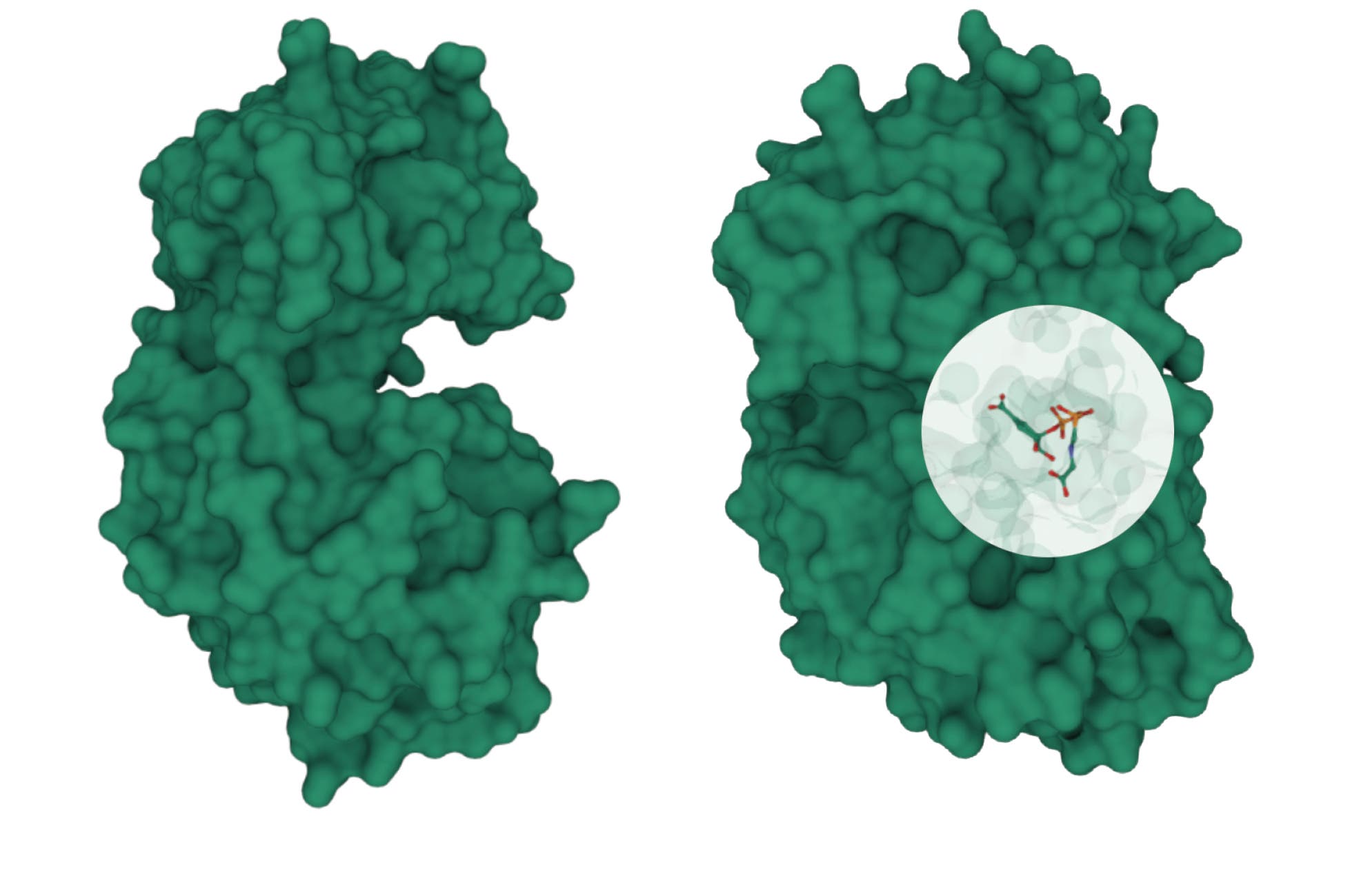 Grafik: Zwei Zustände des Enzyms EPSP-Synthase: bevor und nach Anheftung des Substrats Shikimat­3­Phosphat