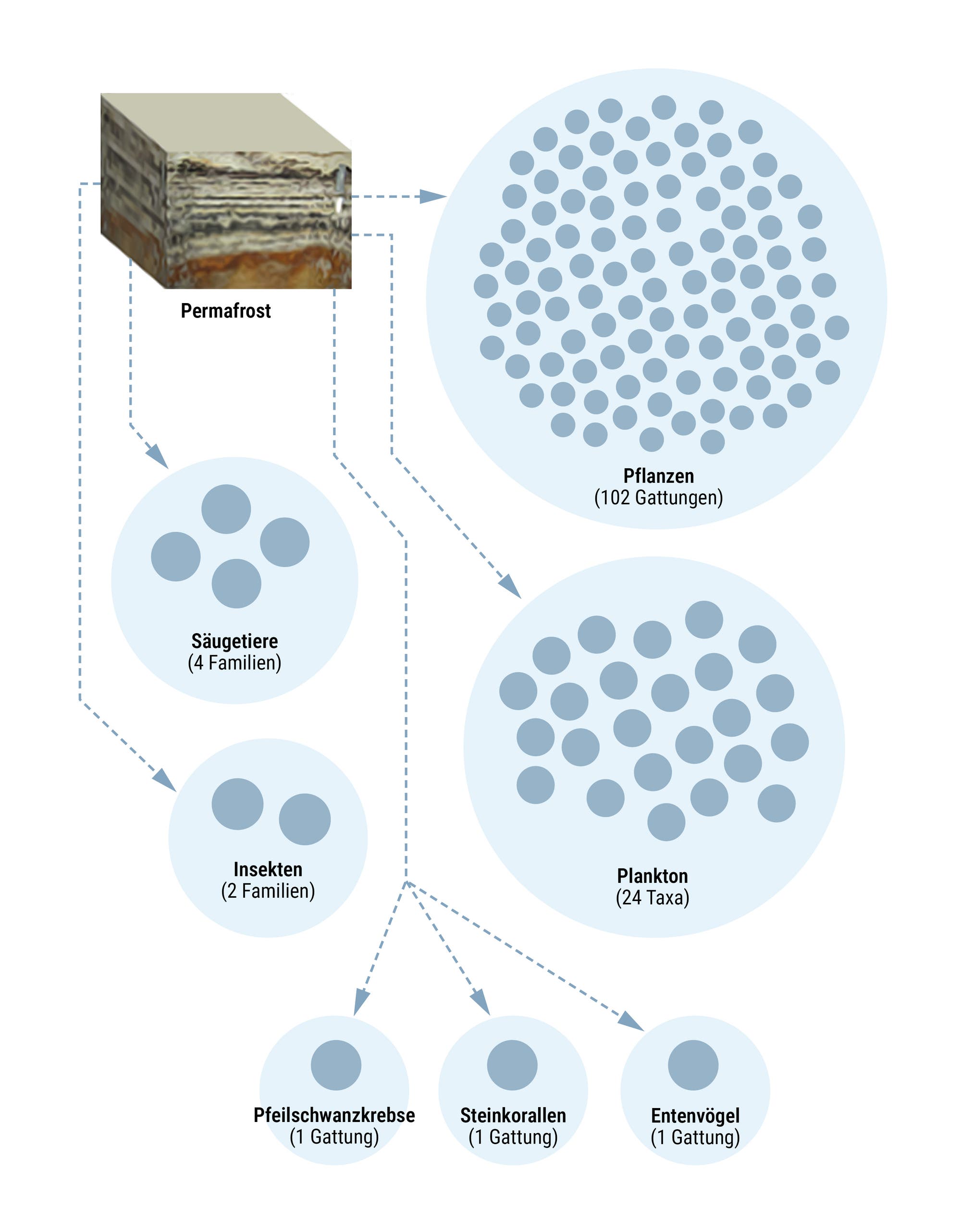 Diagramm zur Darstellung der Artenvielfalt im Permafrost. Oben links ein Querschnitt des Permafrosts. Rechts davon ein Kreis mit 102 Pflanzenarten, darunter ein Kreis mit 24 Planktonarten. Links unten ein Kreis mit vier Säugetierarten, darunter ein Kreis mit zwei Insektenarten. Weiter unten drei Kreise, die jeweils einen Pfeilschwanzkrebs, eine Steinkoralle und eine Gans symbolisieren sollen. Die Grafik veranschaulicht die Vielfalt der Lebensformen, die im Permafrost existieren können.