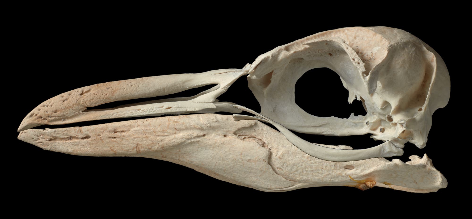 Seitliche Ansicht eines Pinguinschädels mit langem, spitzem Schnabel und großen Augenhöhlen vor einem schwarzen Hintergrund. Der Schädel zeigt detaillierte Knochenstrukturen und feine Texturen.