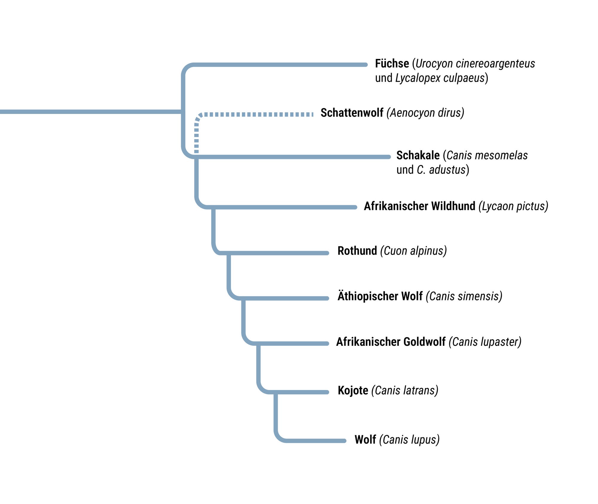 Ein phylogenetischer Baum zeigt die evolutionären Beziehungen zwischen verschiedenen Canidenarten. Oben zweigen Füchse ab, gefolgt vom ausgestorbenen Schattenwolf, Schakalen, dem Afrikanischen Wildhund, Rothund, Äthiopischen Wolf, Afrikanischen Goldwolf, Kojoten und Wolf. Die Verzweigungen verdeutlichen die Abstammungslinien und evolutionären Unterschiede zwischen diesen Arten. Der Baum basiert auf einer Studie von Perri et al. 2021.