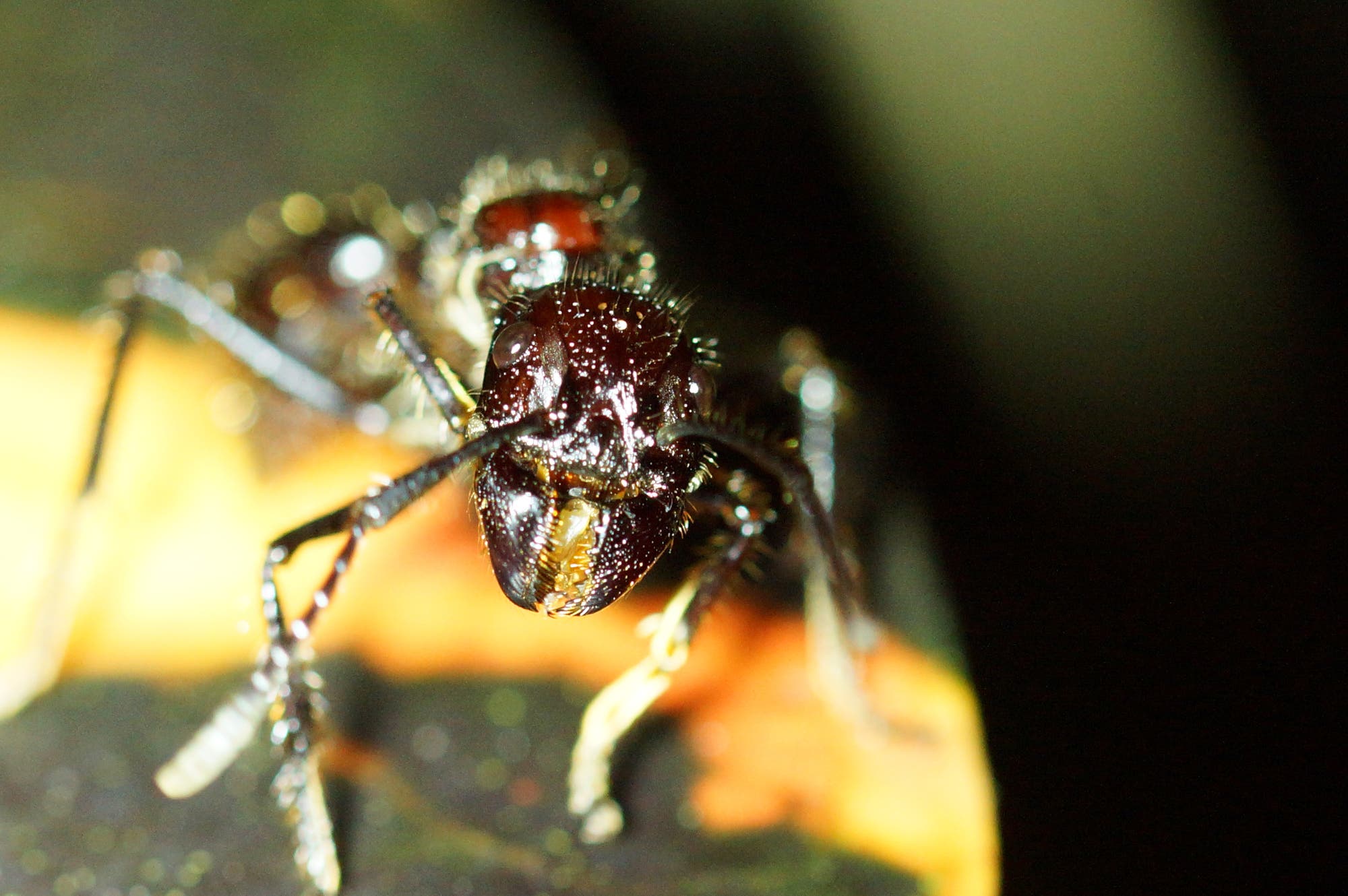 Die Riesenameise Paraponera clavata, auch 'Bullet Ant' genannt