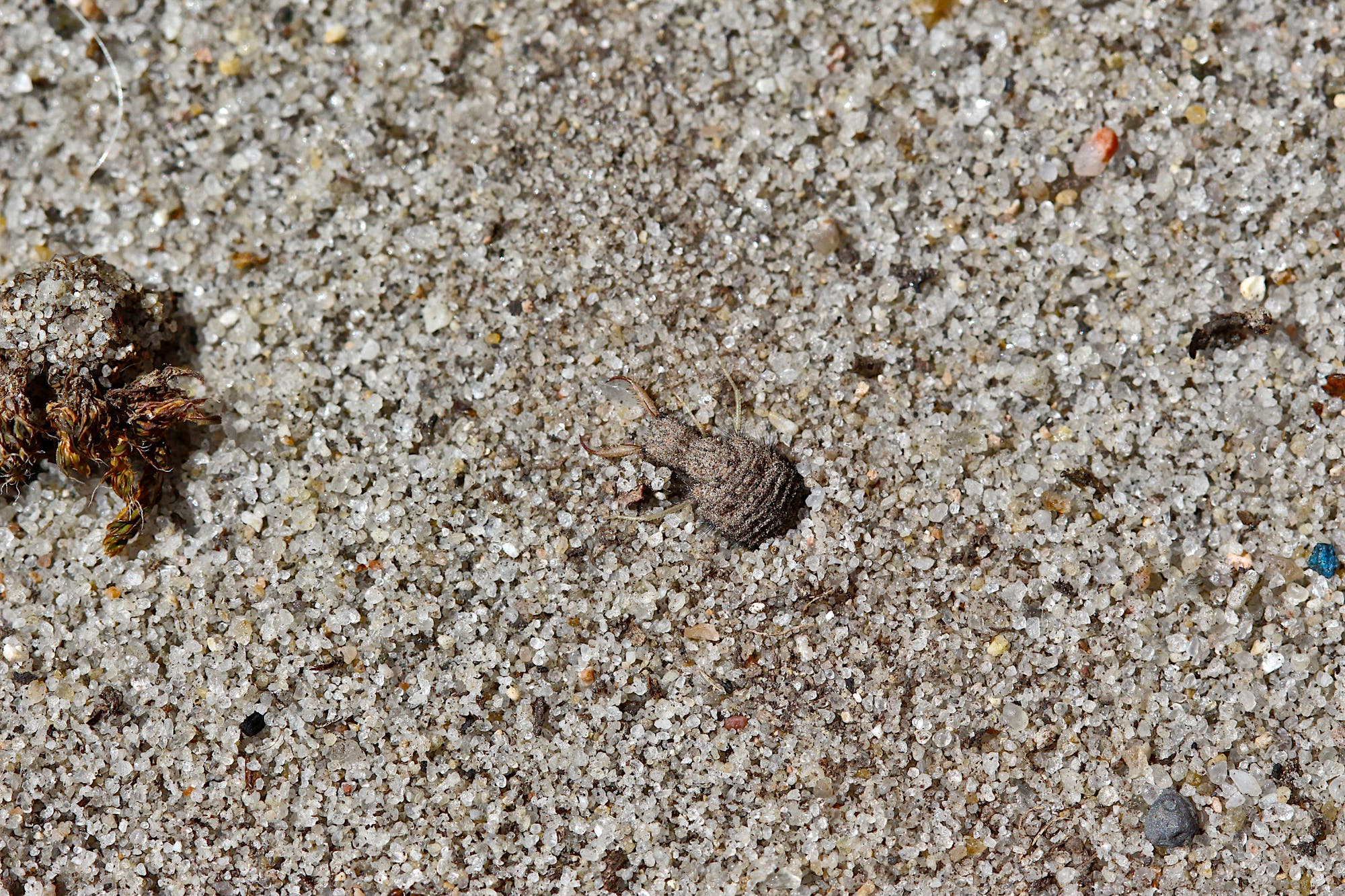 Inmitten des grauen Sands sitzt – schwer zu erkennen – die kleine Larve der Ameisenjungfer: Sie ist ebenfalls sandfarben.