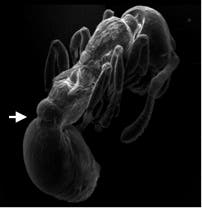Ameisenpuppe unterm Elektronenmikroskop