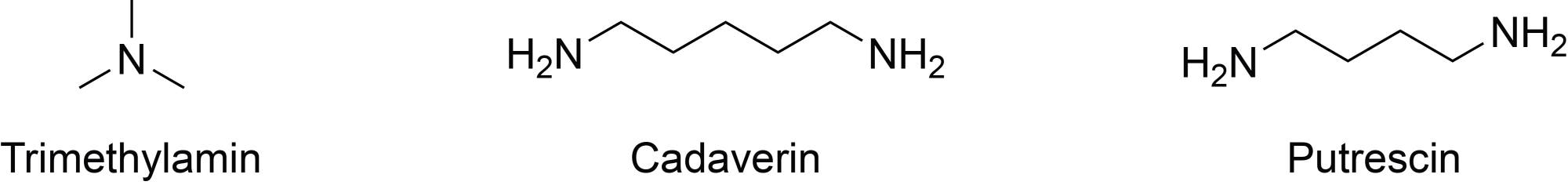 Drei chemische Strukturformeln von organischen Verbindungen sind abgebildet. Links ist Trimethylamin mit einer Stickstoffatom-Zentralstruktur, verbunden mit drei Methylgruppen. In der Mitte ist Cadaverin, eine lineare Kette mit fünf Kohlenstoffatomen und zwei Aminogruppen an den Enden. Rechts ist Putrescin, ähnlich wie Cadaverin, aber mit vier Kohlenstoffatomen und ebenfalls zwei Aminogruppen an den Enden. Die Namen der Verbindungen sind unter den jeweiligen Strukturen angegeben.