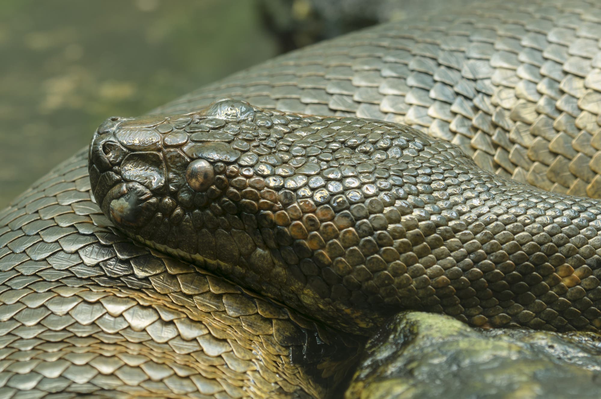 Die südamerikanischen Anakondas gehören zu den größten Riesenschlangen der Erde: Ausgewachsene Exemplare können sieben Meter und länger werden. Allerdings bedrohen Abholzung, illegaler Tierfank und Wilderei die Art.