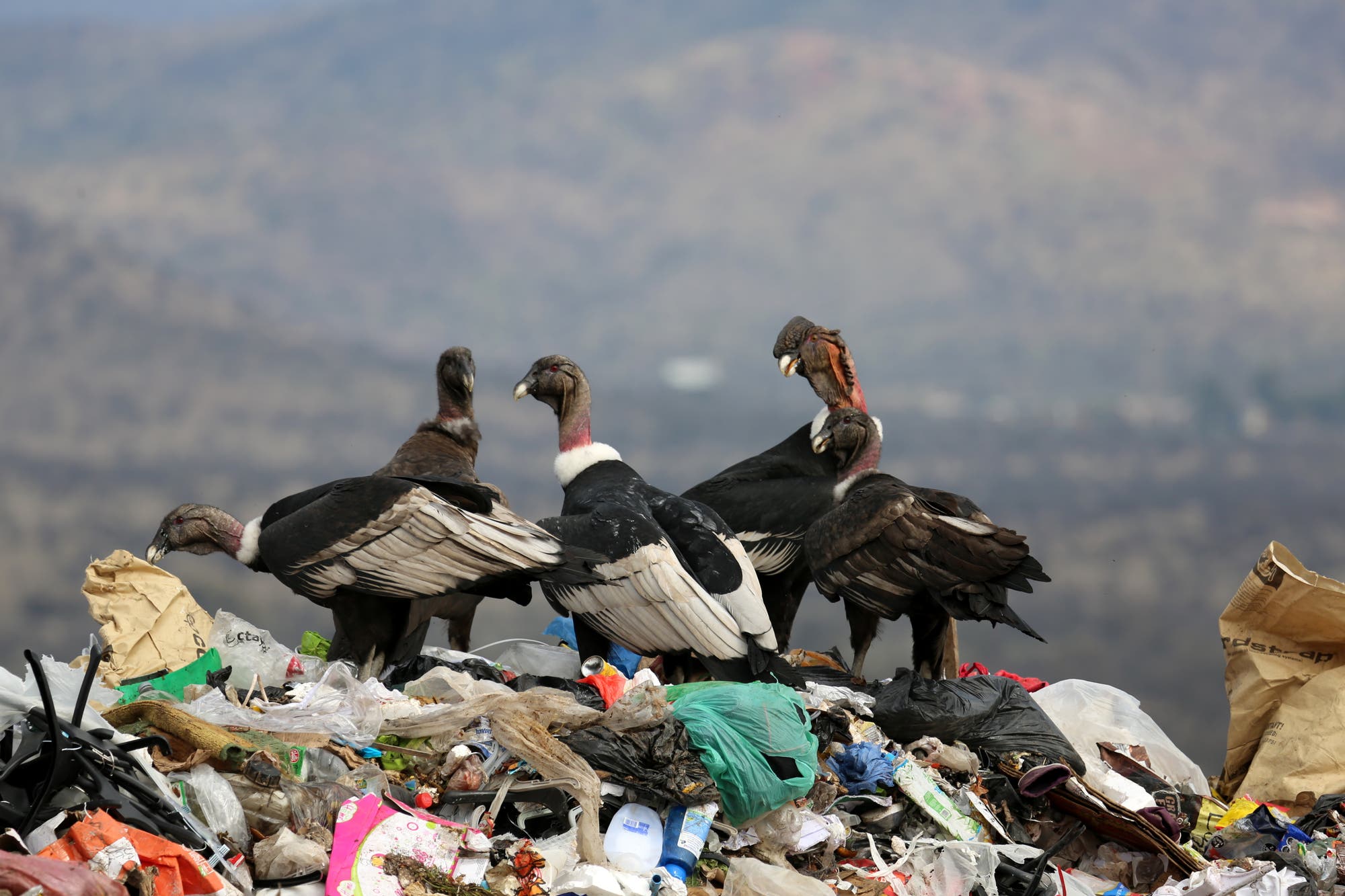 Drei Andenkondore sitzen auf einer Müllhalde in Chile. Im Hintegrund sieht man Berge