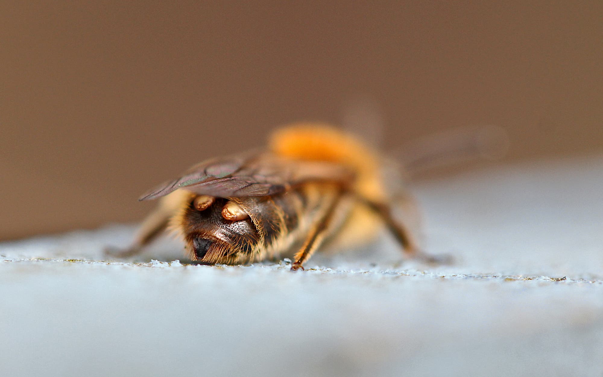 Diese Biene trägt zwei Parasiten, die braun gefärbt aus dem Hinterleib ragen.
