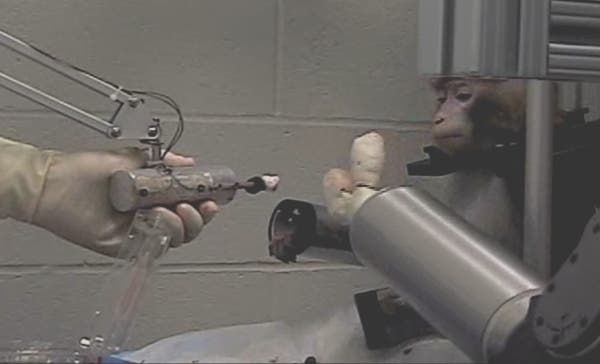 Affe mit gedankengesteuerter Armprothese