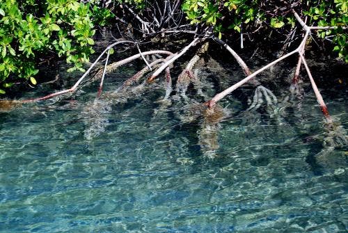 Wurzelgewirr von Mangroven auf Antigua
