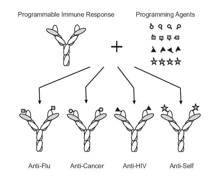 Programmierbare Antikörper