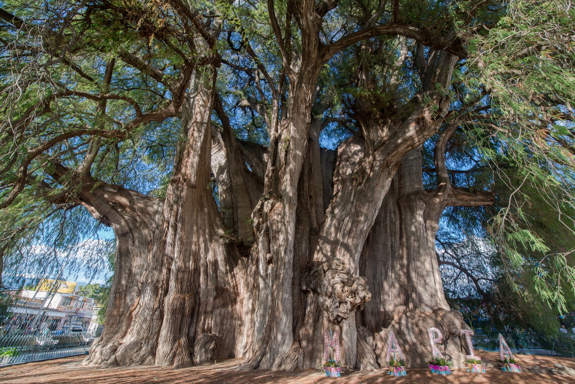 Árbol del Tule – die Mexikanische Sumpfzypresse ist der dickste Baum der Welt