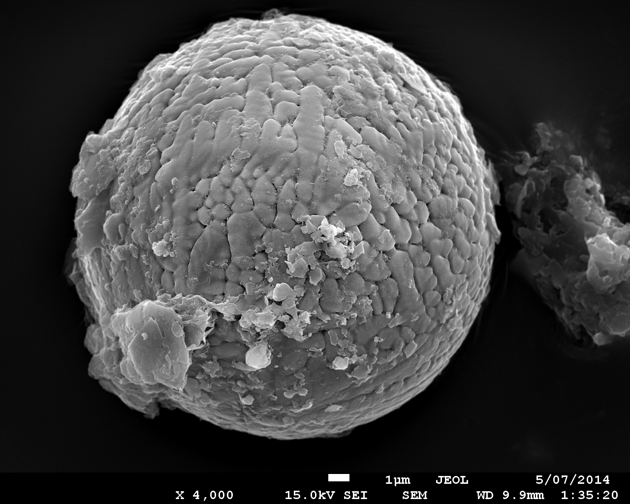 Ein Mikrometeorit aus einem 2,7 Milliarden Jahren alten Kalkstein in Australien