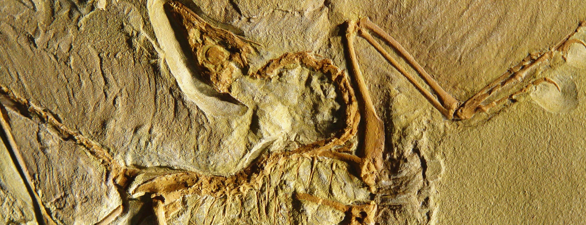 Archaeopteryx – der Urahn aller Vögel?