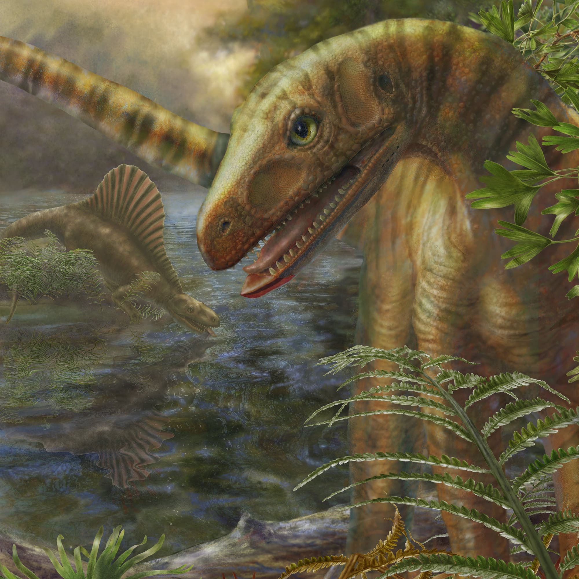 <i>Asilisaurus kongwe</i>