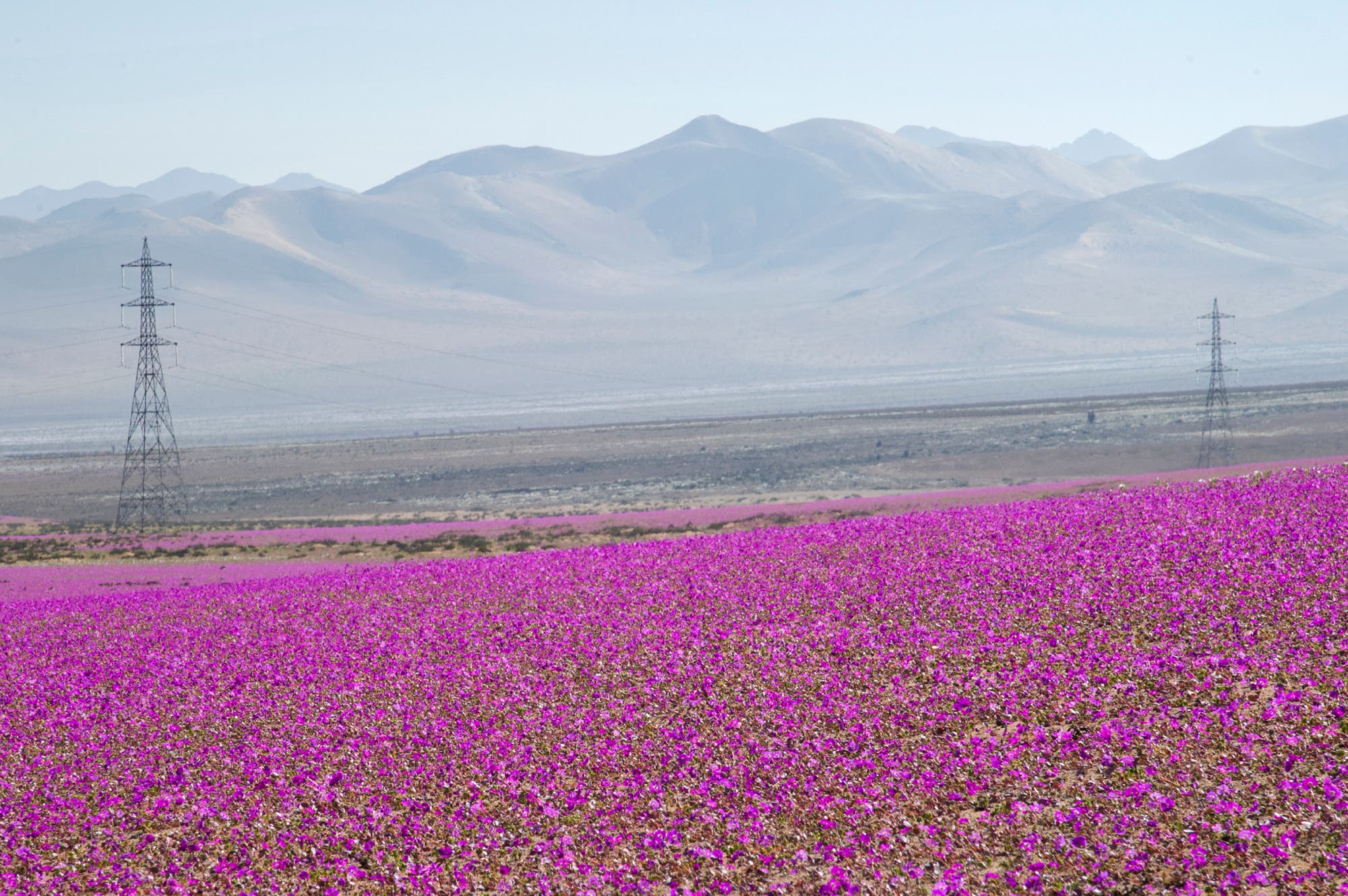Die Atacama blüht