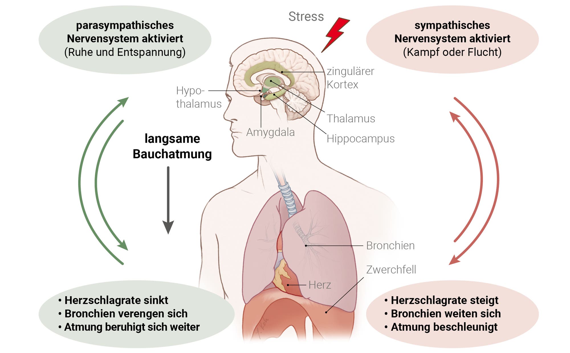 Infografik über den Einfluss der Atmung auf das autonome Nervensystem
