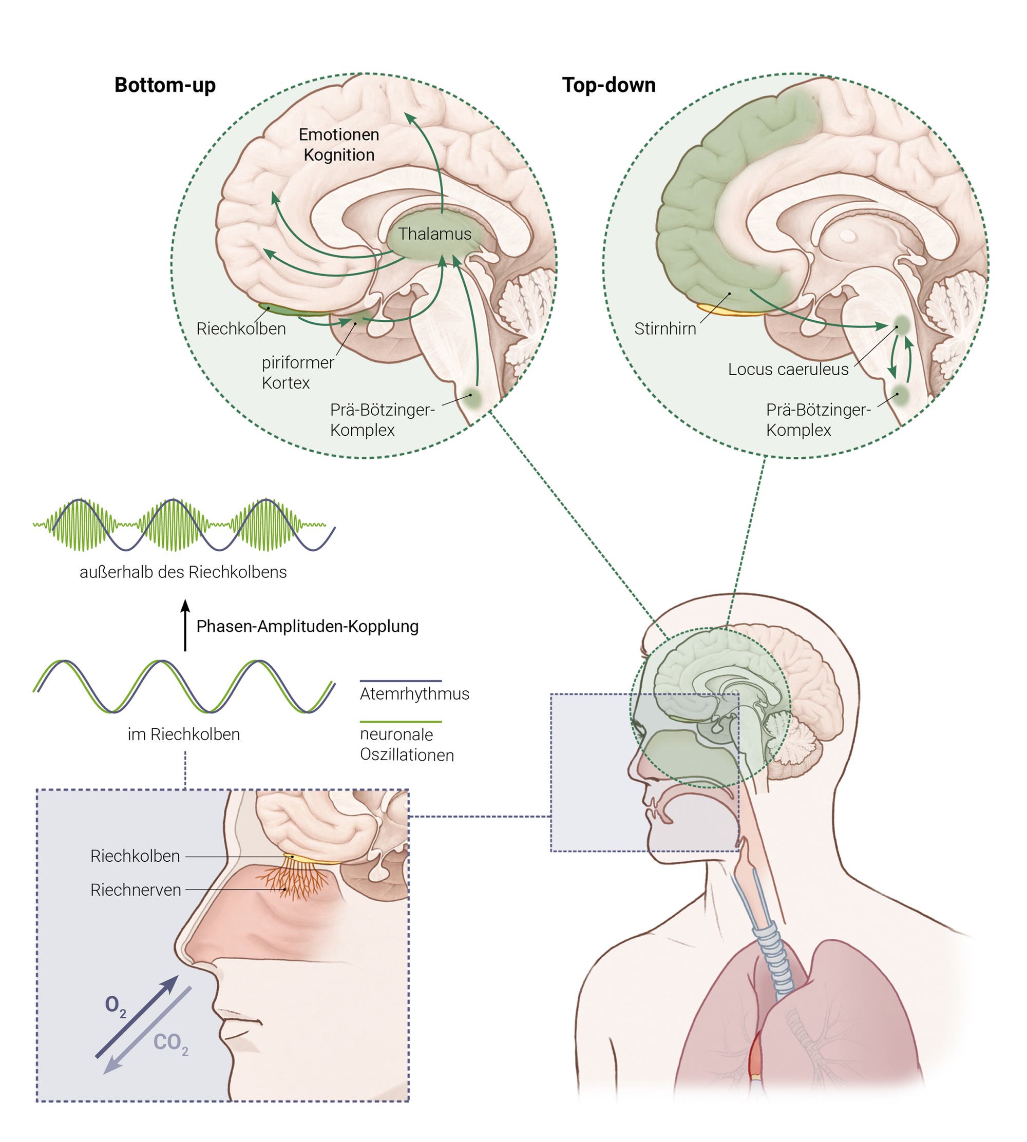 Infografik über den Einfluss der Atmung auf die Hirnaktivität