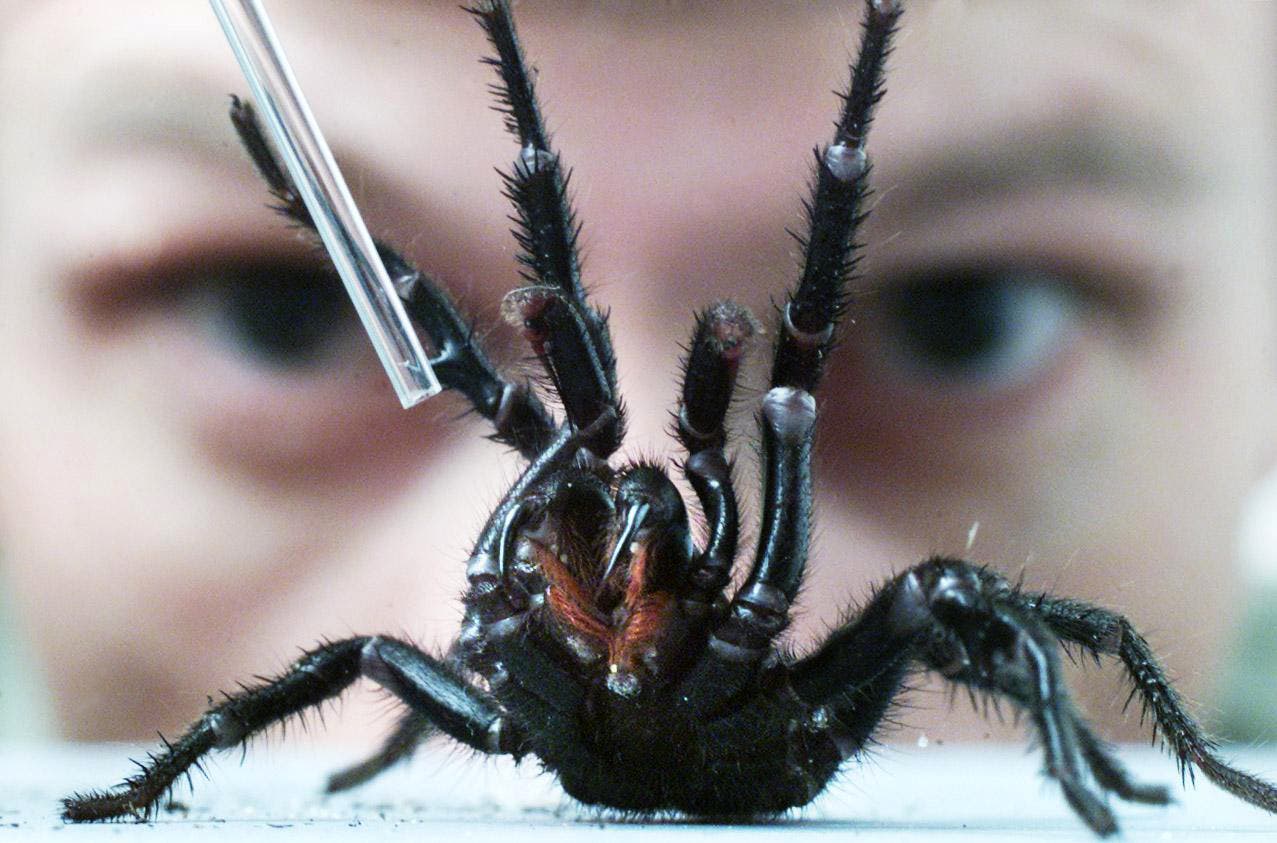 Sydney-Trichternetzspinne – die giftigste Spinne im Garten