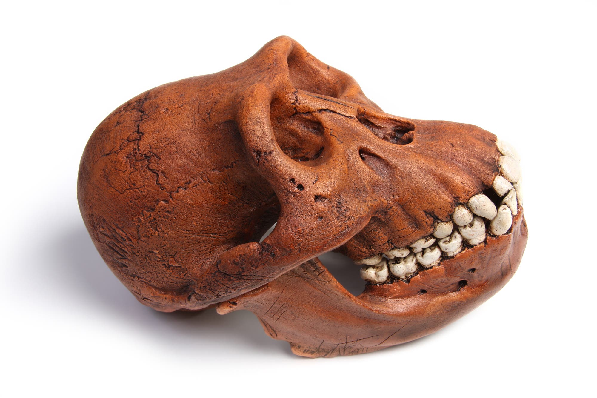 Schädelrekostruktion eines Australopithecus – möglicherweise ein verwandter des Homo luzonensis.