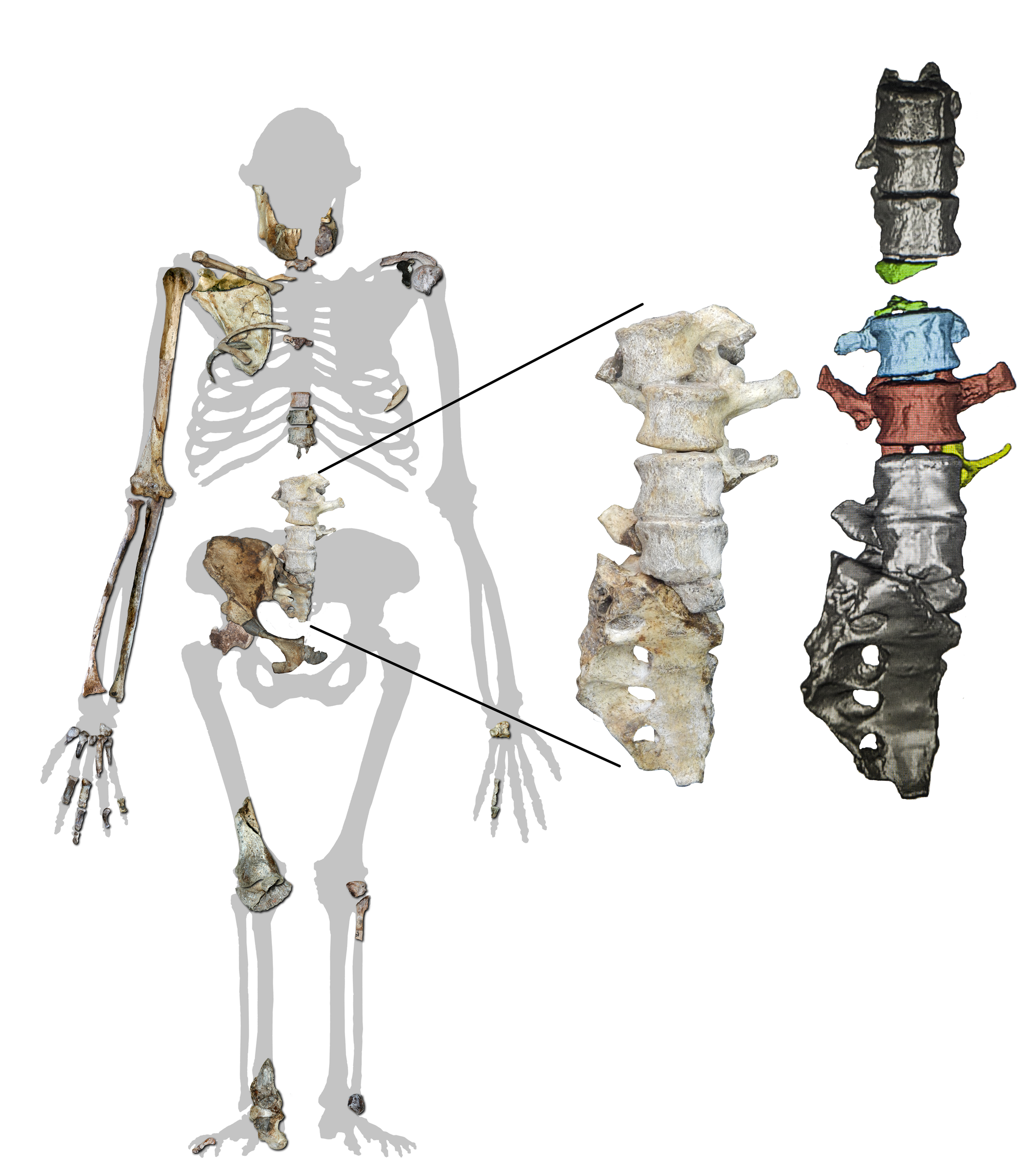 Die zwei neuen Wirbel mit ihrer Position im Skelett