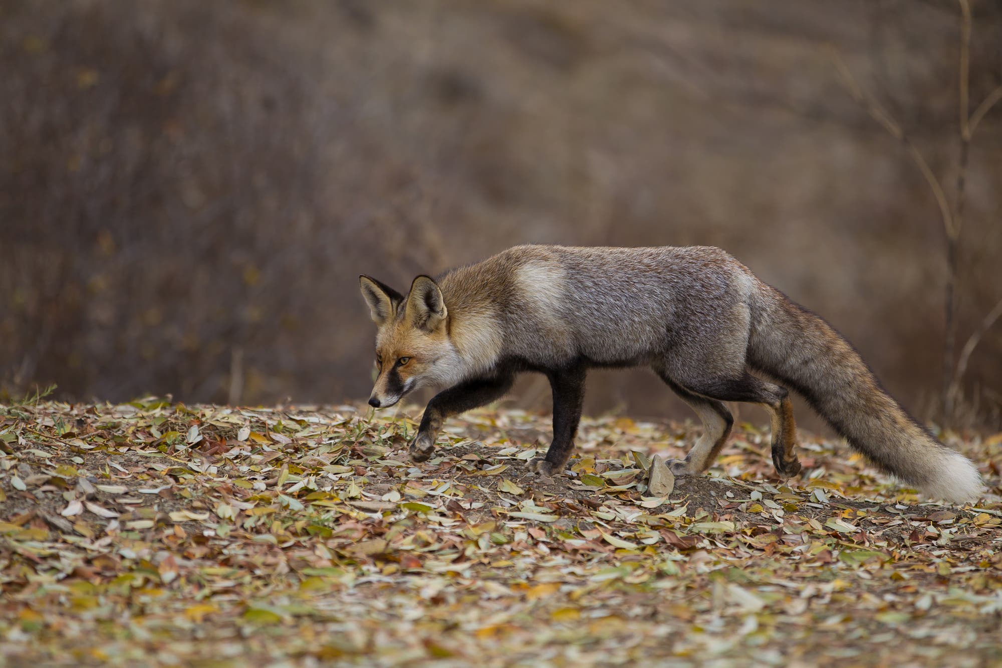 Ein roter Fuchs (Vulpes vulpes)