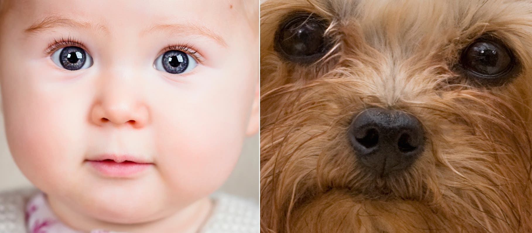 Proportionen erzeugen Kindchenschema: Beim Baby und beim Hund