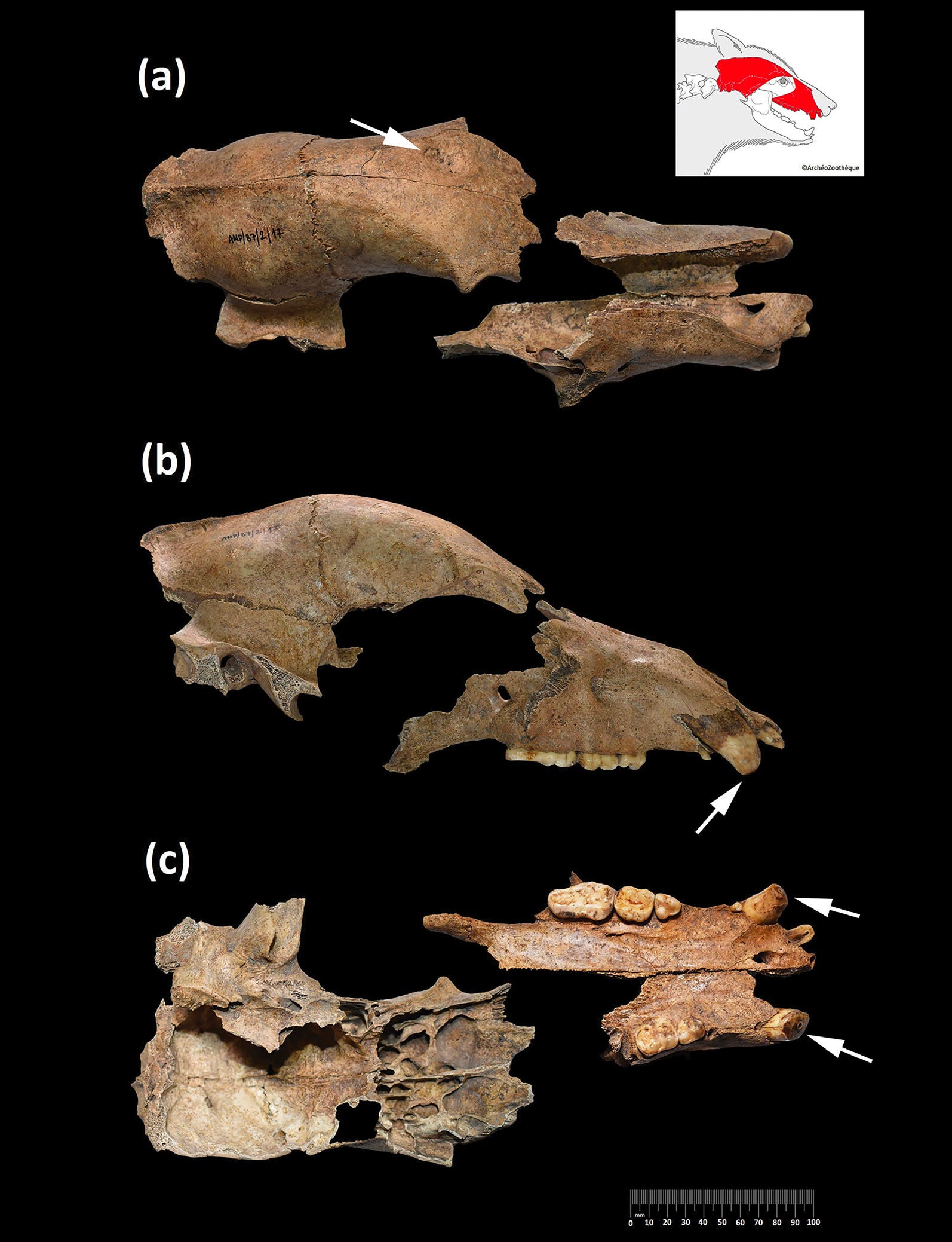 Das Bild zeigt drei fossile Schädelansichten eines Tieres, gekennzeichnet als (a), (b) und (c). Jede Ansicht zeigt unterschiedliche Perspektiven und Details der Schädelstruktur. In der oberen rechten Ecke befindet sich eine schematische Zeichnung, die den Bereich des Schädels hervorhebt, der in den Fotos dargestellt ist. Pfeile weisen auf spezifische Merkmale oder Bruchstellen hin. Eine Maßstabsleiste ist am unteren Rand des Bildes sichtbar.